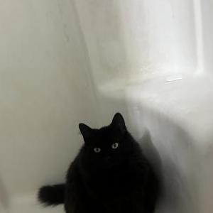 Lost Cat Beamer