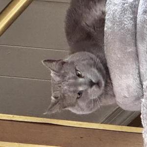 Lost Cat Poppy