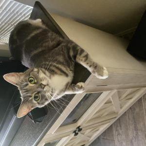 Image of Lizzie, Lost Cat