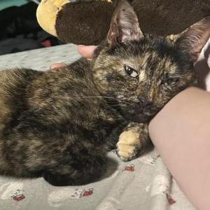 Lost Cat Willow