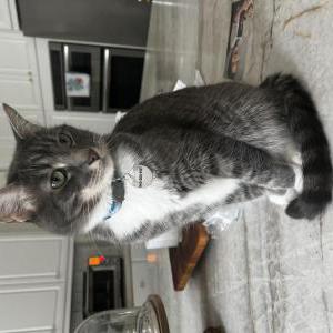 Image of Wally, Lost Cat