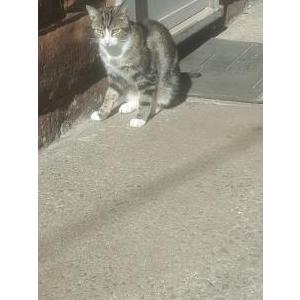 Image of KIT, Lost Cat