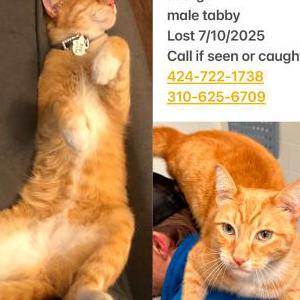 Image of Mango, Lost Cat