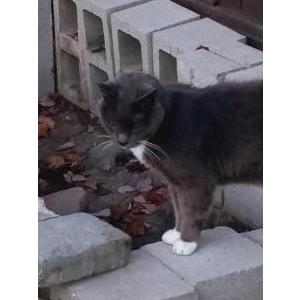 Lost Cat Boots