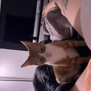 Lost Cat Goose