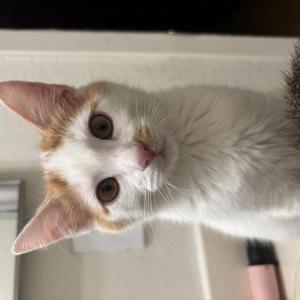 Image of Nova, Lost Cat