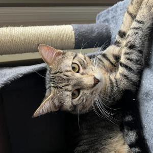Lost Cat Theo