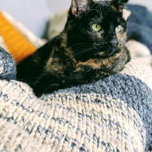 Image of Lintel, Lost Cat