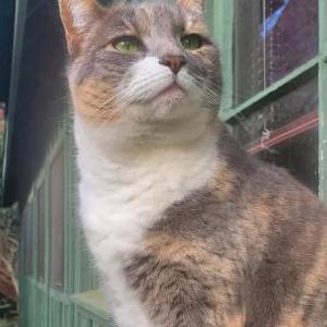 Image of Opal, Lost Cat