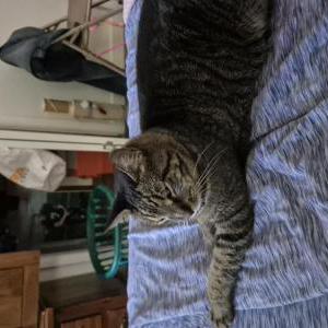 Lost Cat Lefty