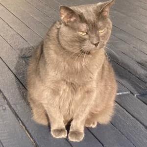 Image of Jane, Lost Cat
