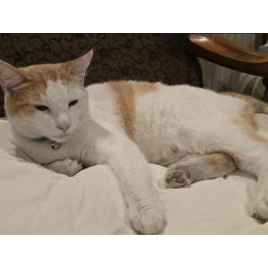 Image of Yoya, Lost Cat