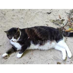 Lost Cat Nate