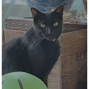 Lost Cat Baebee