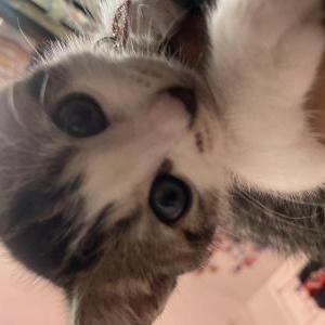 Image of Minnie, Lost Cat