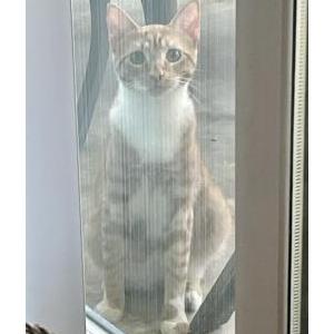 Image of Unknown, Found Cat