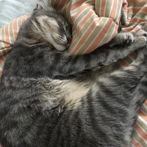 Image of Aries, Lost Cat