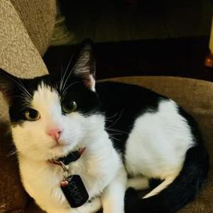 Image of Eres, Lost Cat