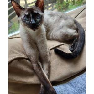 Image of Cece McKnight, Lost Cat