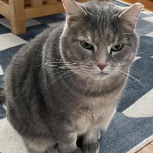 Lost Cat Rosa