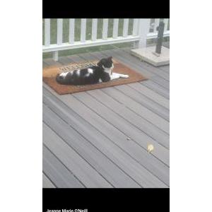 Lost Cat Patches