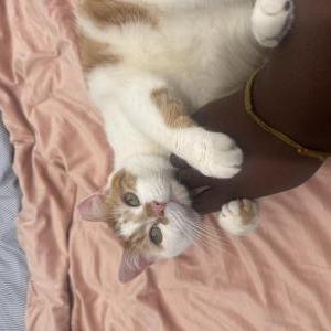 Image of Cheez it, Lost Cat