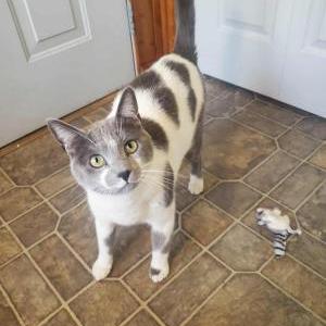 Image of Neo, Lost Cat