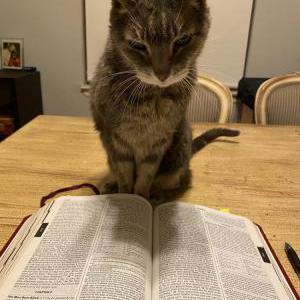 Image of Dooli, Lost Cat