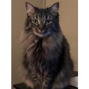 Lost Cat Romeo