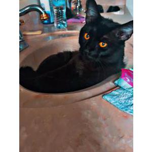 Lost Cat Salem