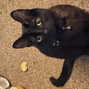 Lost Cat Salem