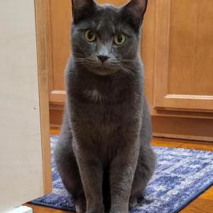 Image of Jack, Lost Cat