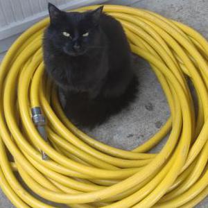 Lost Cat Monster