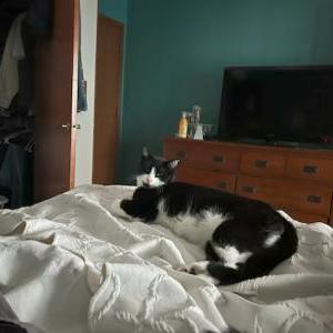 Lost Cat Butch