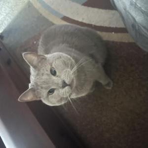 Lost Cat Poppy