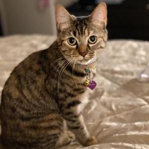 Image of Hound, Lost Cat