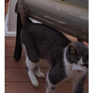 Lost Cat Millie