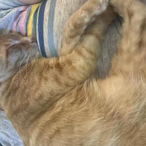 Image of Simba, Lost Cat