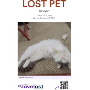 Lost Cat Kaylynn
