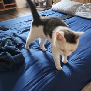 Image of Unknown, Found Cat