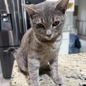 Image of Biscoff, Lost Cat