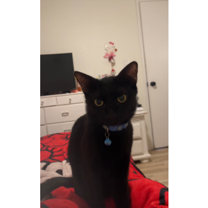 Image of oreo, Lost Cat