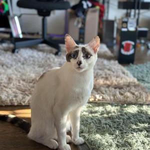Image of Sushi, Lost Cat