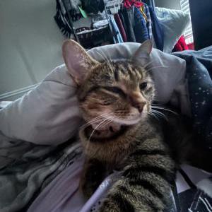 Lost Cat emily