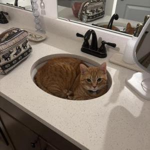 Image of Nacho, Lost Cat