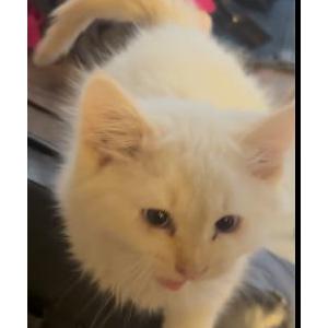 Image of Fat Boy, Lost Cat