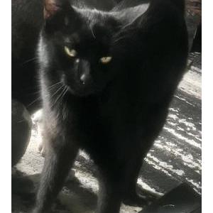Lost Cat Gemini