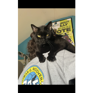 Image of Rainy, Lost Cat