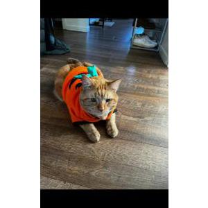 Lost Cat Jim