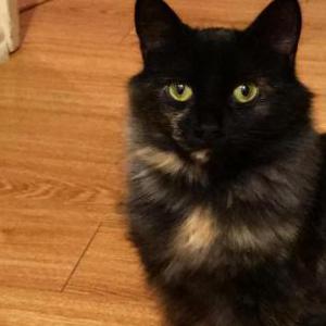 Lost Cat Bailey